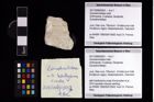 Foto (Objekt + Etikett) von Goniodromitidae indet.  (NHMW-GEO-2017-0089-0003)